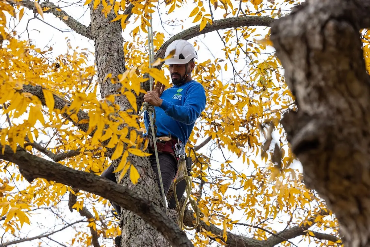 Skilled Tree Planing crew working in Brocton